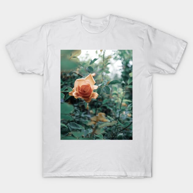 David Austin Lady of Shalott Peach Heirloom Roses T-Shirt by penandbea